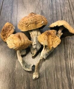 Buy Alacabenzi Cubensis Online - Magic Mushroom for Beginners