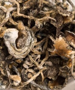 Buy Blue Meanie Magic Mushrooms - Potent Psilocybin Strain