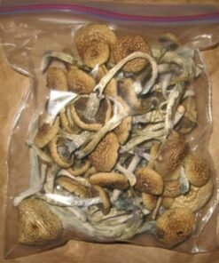 Buy Golden Teacher Strain Online - Psilocybin Mushrooms