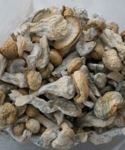 Buy Albino Penis Envy Mushrooms Online in Canada
