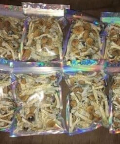 Buy Liberty Caps Online | Magic Mushrooms for Sale
